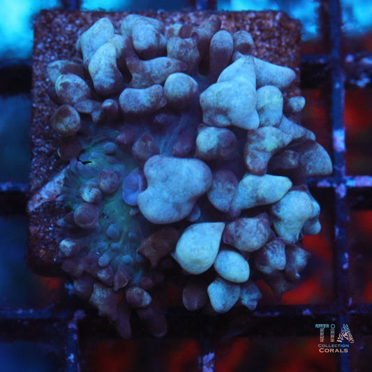 Blue St Thomas Mushroom