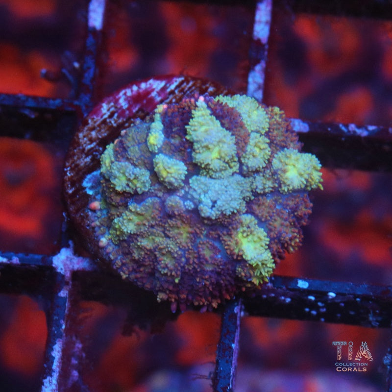 Multicolor Pin Cusion Mushroom