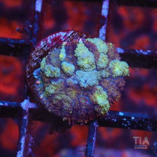 Multicolor Pin Cusion Mushroom