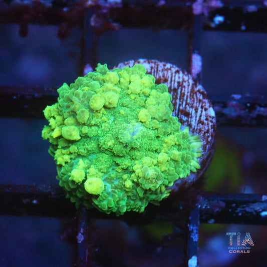 Incredible Hulk Mushroom