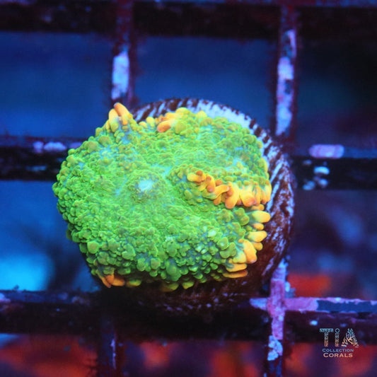 Orange Ring Rhodactic Mushroom