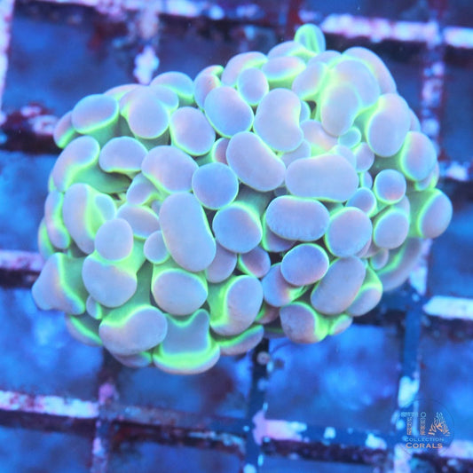 Hologram Hammer Blue