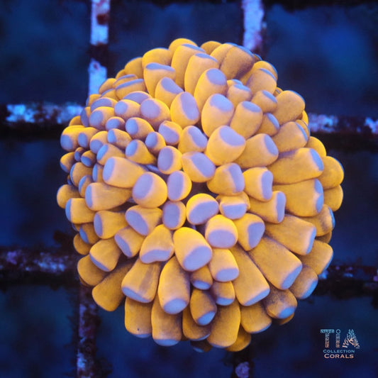 Indo Banana Torch