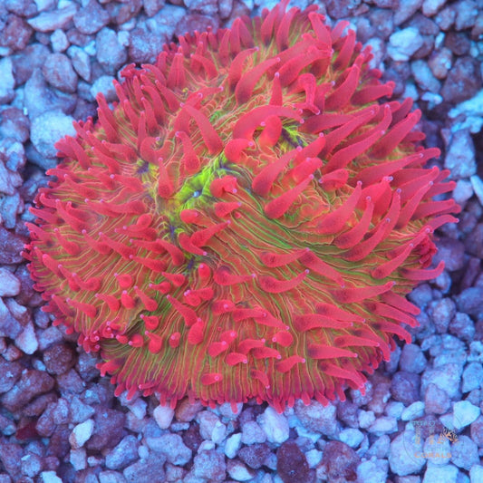 Pink and Green Plate Coral