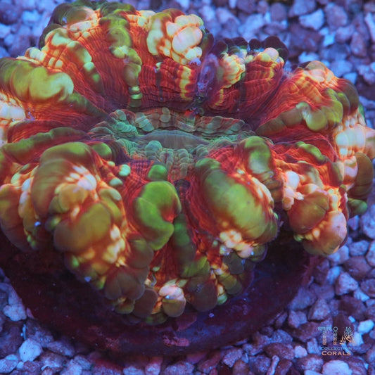Insane Cynarina Coral