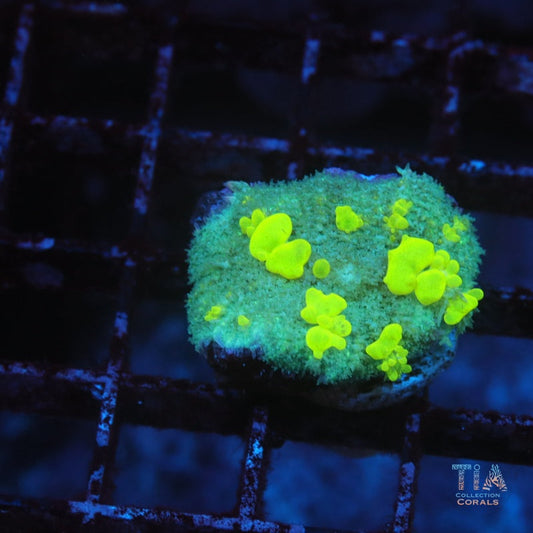 Uranium Bounce Mushroom