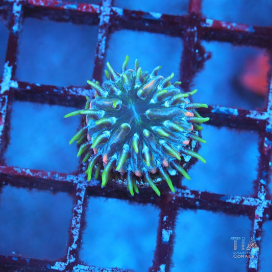 Rainbow Diaseris Plate Coral