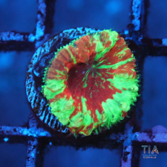 TIA移植胚泡
