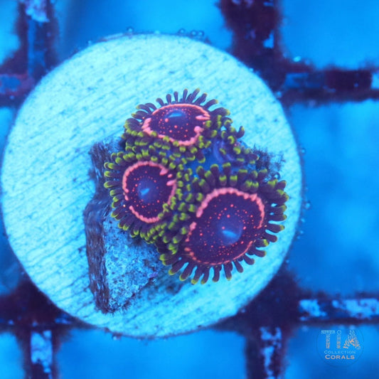 WWC Tasers Zoanthids