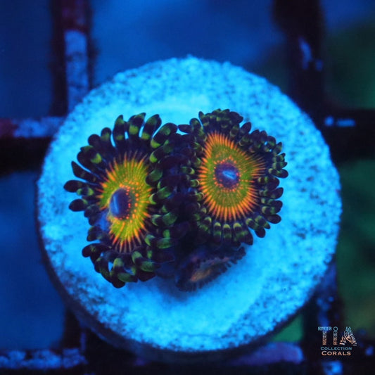 Hyper Jubilee Zoanthids