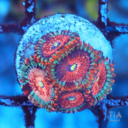 White Zombie Zoanthids
