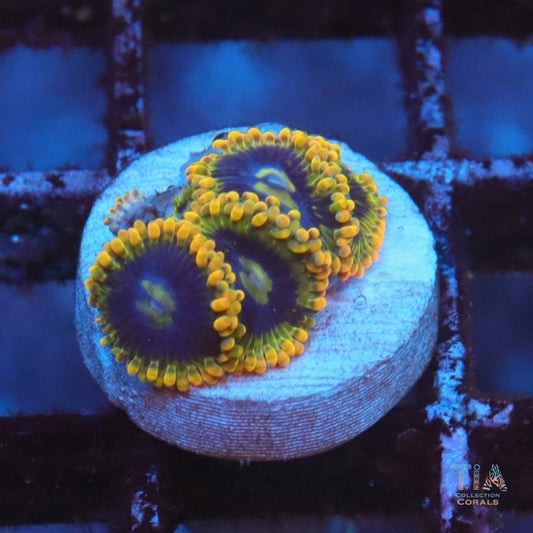 Rainbow Yoda Zoanthids