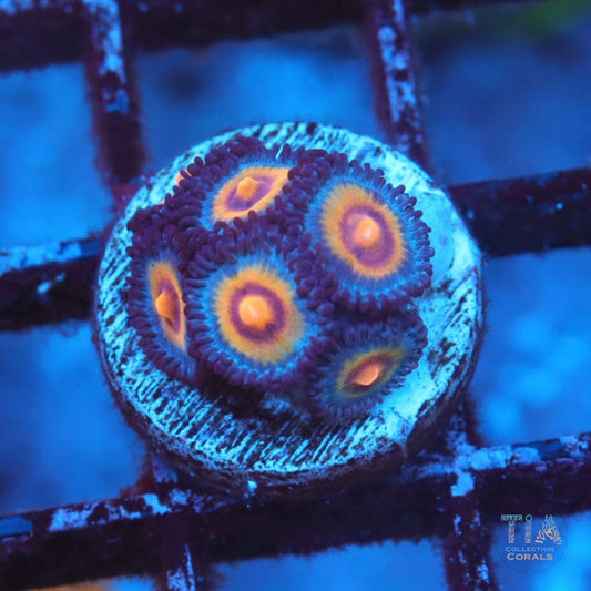 OG Wolverine Zoanthids