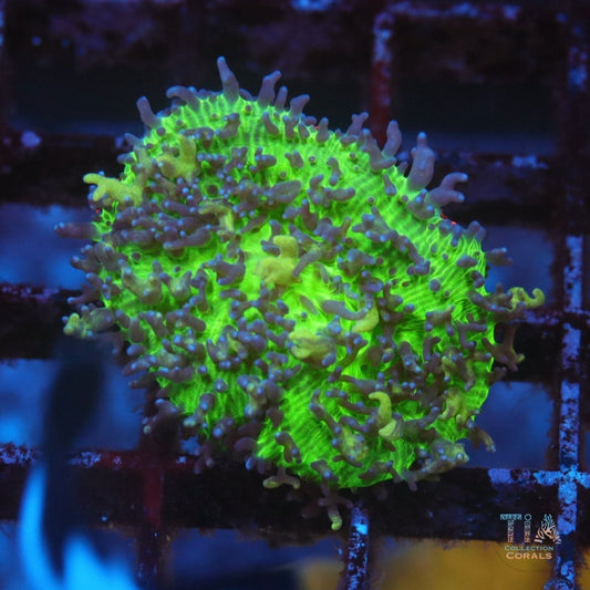 Angel Fire Bounce Mushroom