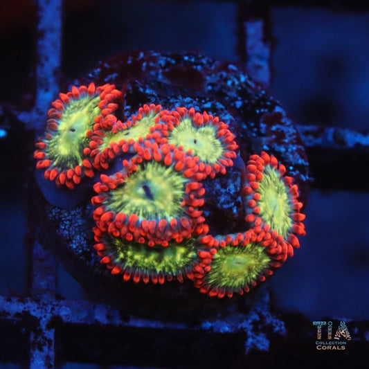 Red Hood Zoanthids