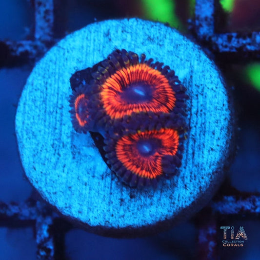 Armor of God Zoanthids
