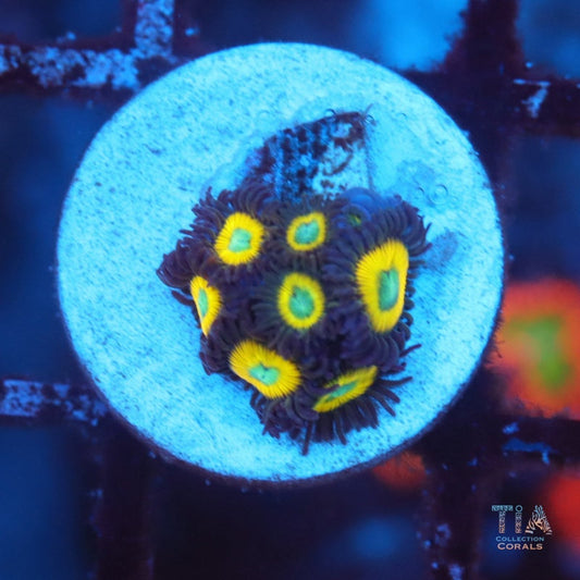 WWC Yellow Submarine Zoanthids