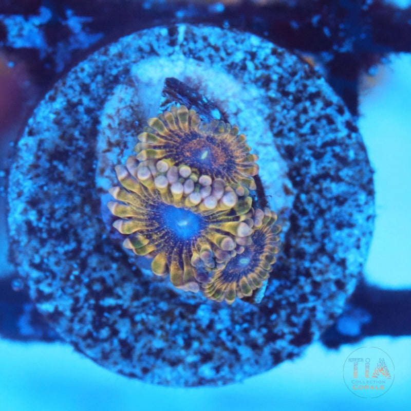Solar Circus Zoanthids