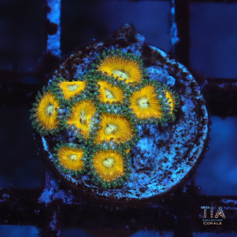 Zoanthias de pájaro amarillo TIA
