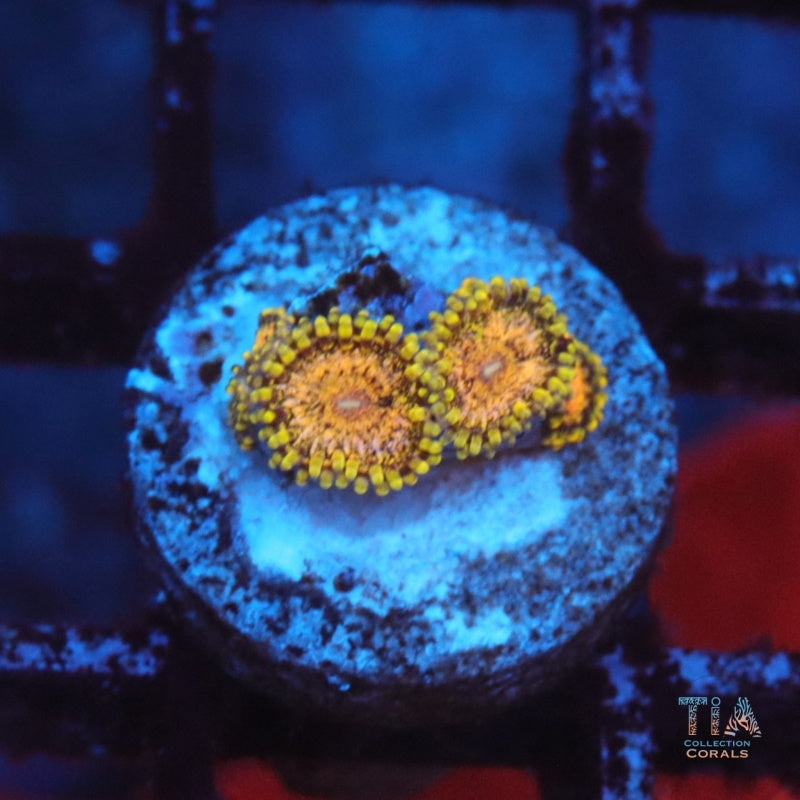 Mazo de oro TIA Zoanthias