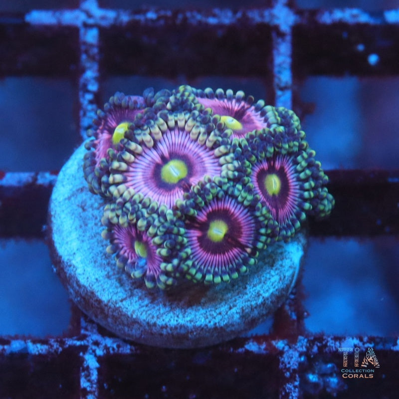 Purple Crystal Zoanthids Frag, soft coral