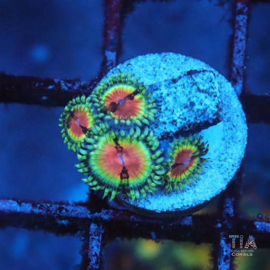JF Blood Shot Zoanthias