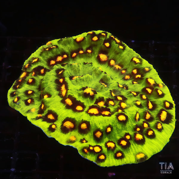 [廃盤] イハラカンタロウ　CORAL ACI Cultured Fireball Stylocoeniella Coral (3/4