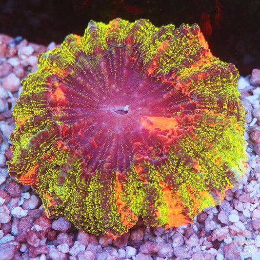 Corals Reefs for Sale Weekly New Arrivals