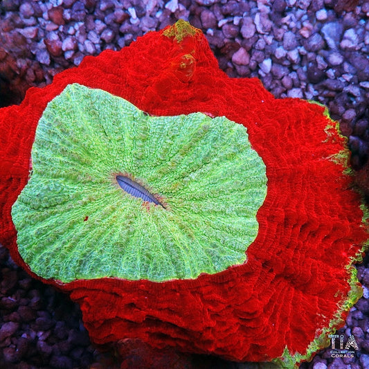 Corals Reefs for Sale Weekly New Arrivals