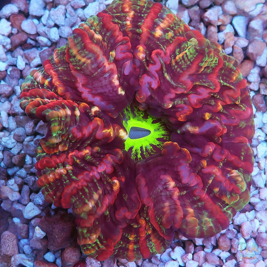 Insane  Indophyllia