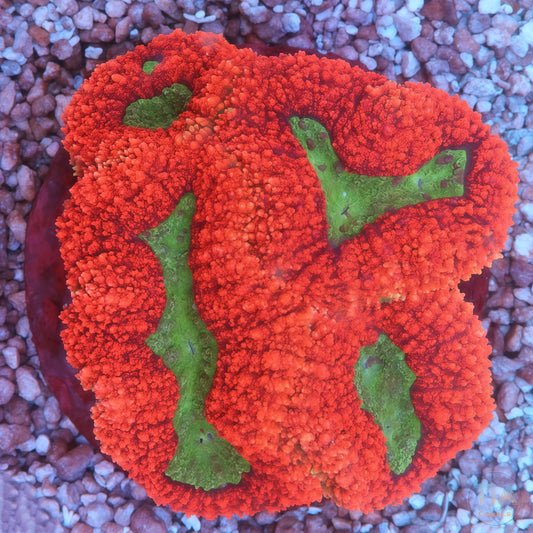 Green and Red Symphyllia