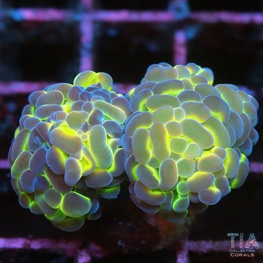 Two Head Hologram Hammer