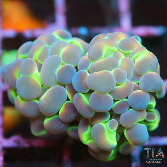Hologram Hammer Grade A