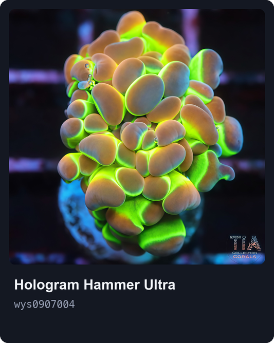Grade Extra Hologram Hammer