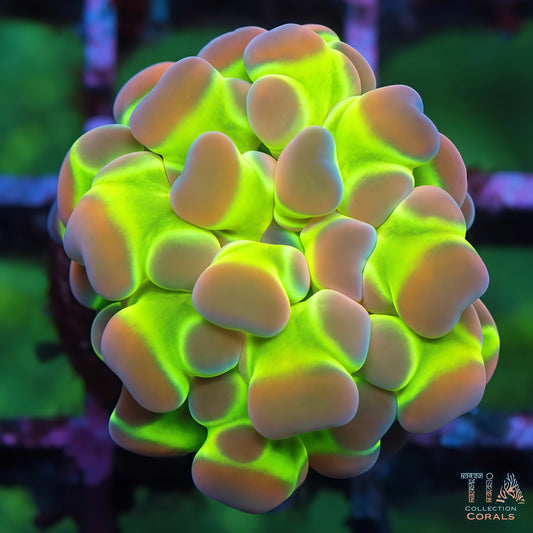 Hologram Hammer Ultra
