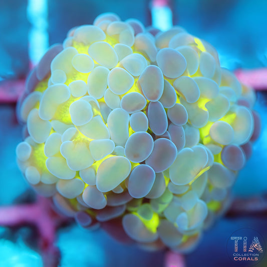 Jelly Glow Hammer