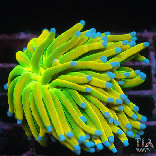 Blue tips HG Torch