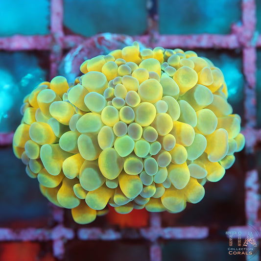 Honey Orb Hammer