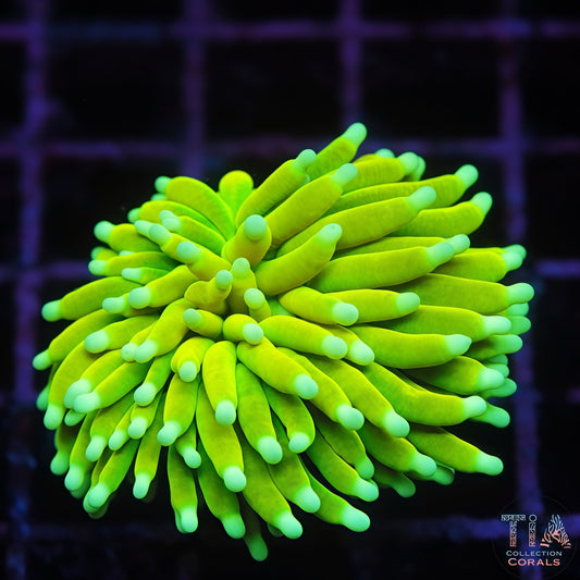 Deep Water HG Torch