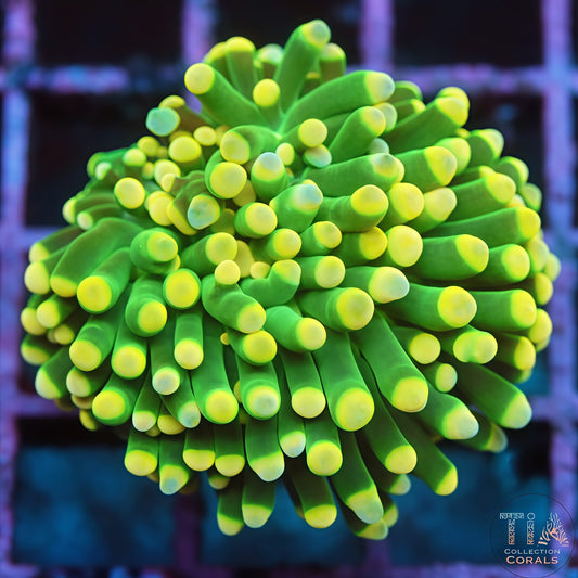 Yellow Tips Fat Tentacle Torch