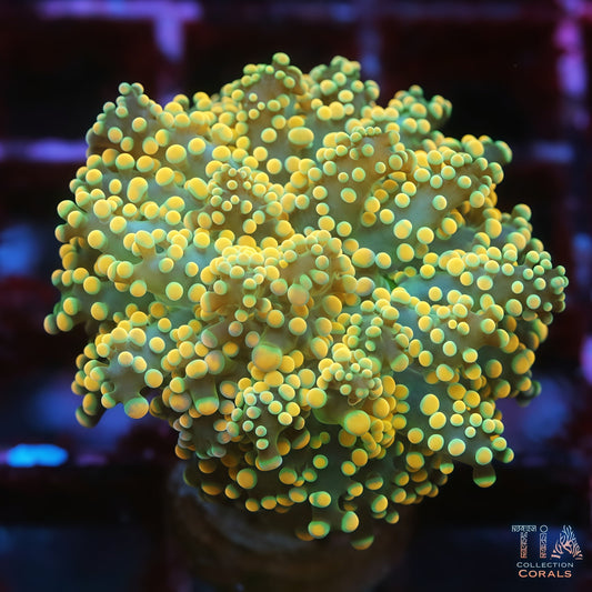 Golden Frogspawn
