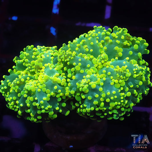 Neon Green Frogspawn (two head)