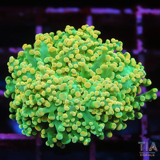 Jungle Spark Frogspawn