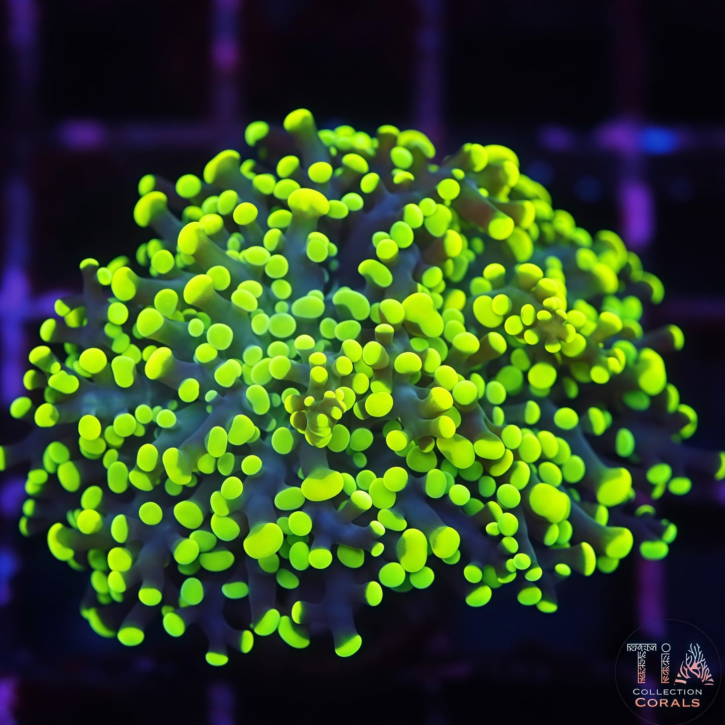Cosmic Glow Frogspawn