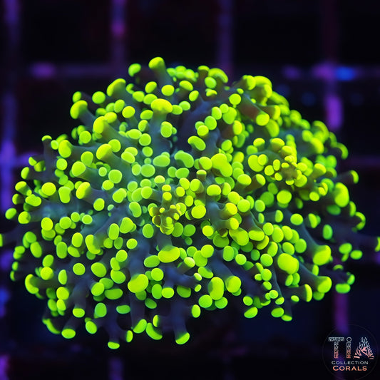 Cosmic Glow Frogspawn