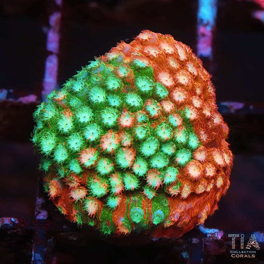 Candy Apple Cyphastrea Frag, LPS coral