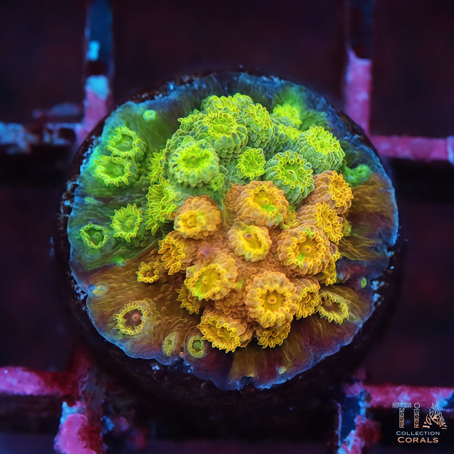 TIA Tropic Blend Cyphastrea Frag, LPS coral