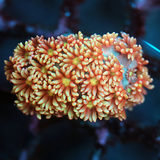 Cotton Rose Goniopora