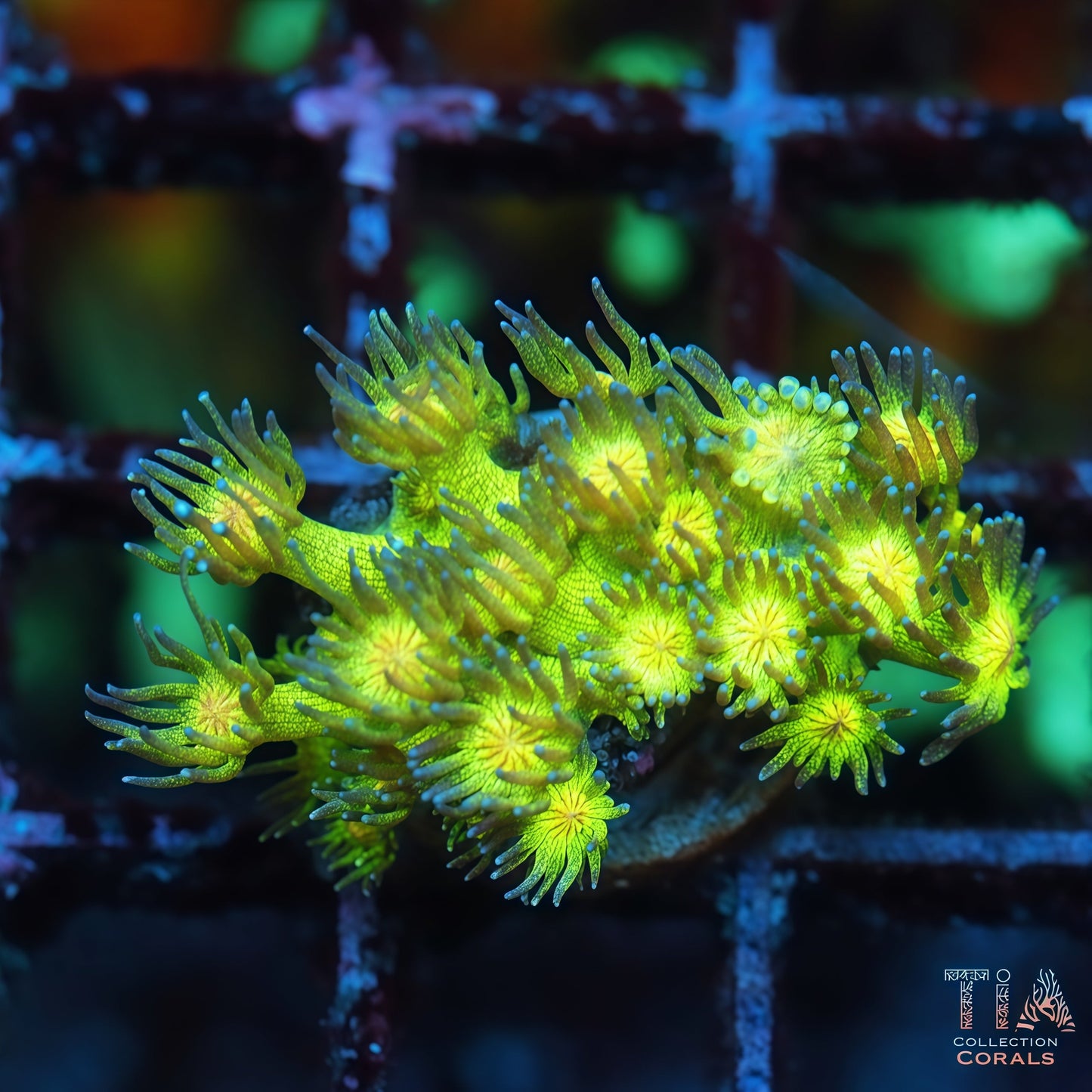 Neon Glitter Goniopora 2