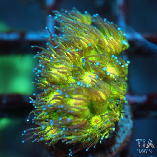 Neon Glitter Goniopora 3
